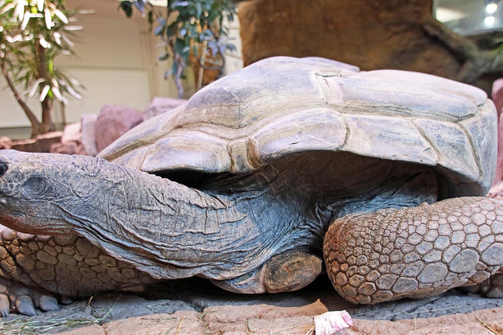 Die Seychellen-Riesenschildkröte "Flunder" kriecht über den Boden: Im Karlsruher Zoo ist die Schildkröte jetzt eingeschläfert worden.