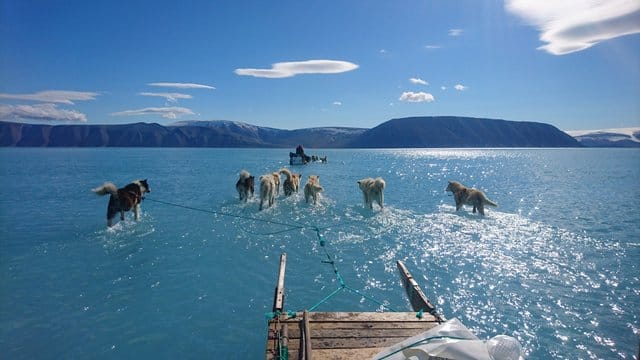 Hunde ziehen den Schlitten von Klimaforscher Steffen M.