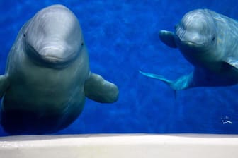 Die beiden Beluga-Wale Little White und Little Grey: Von China geht es für die beiden nach Island – per Flugzeug, Lkw und Fähre.