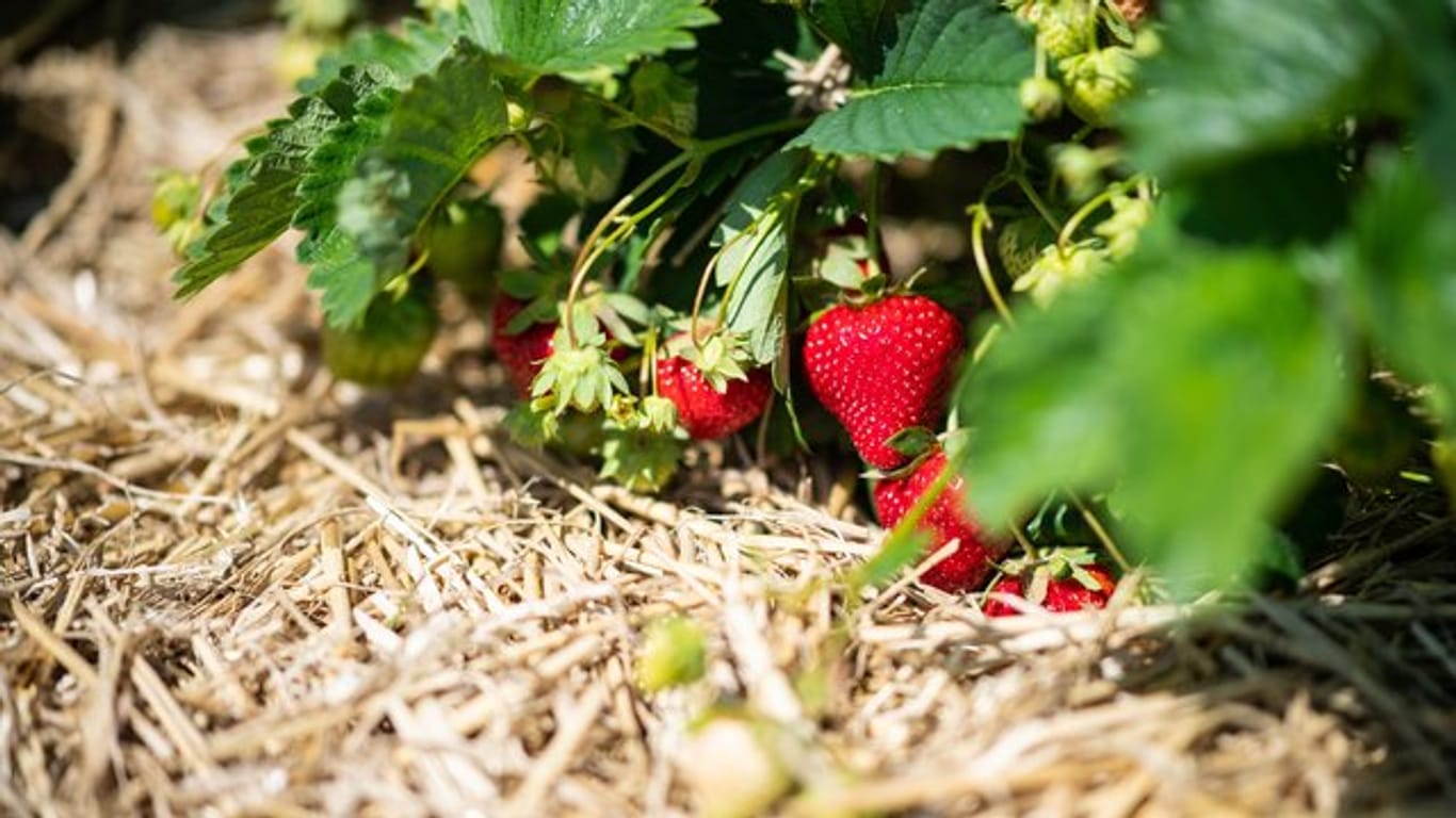 Auf einem Erdbeerfeld zwischen Stroh, hängen an einer Erdbeerpflanze mehrere reife Erdbeeren.