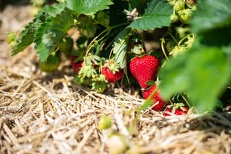 Auf einem Erdbeerfeld zwischen Stroh, hängen an einer Erdbeerpflanze mehrere reife Erdbeeren.