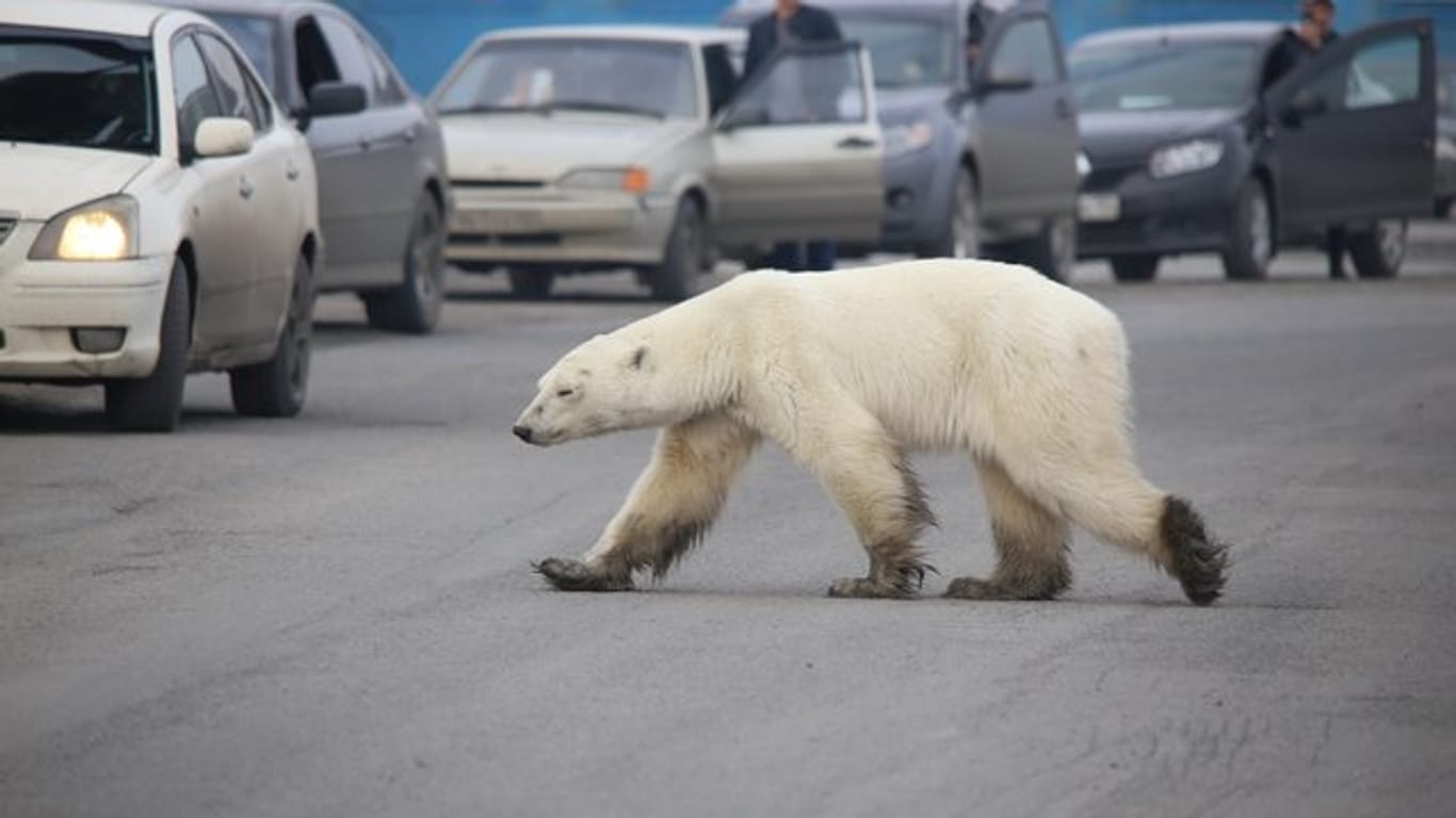 Auf Nahrungssuche: Dieser Eisbär ist in Sibirien in besiedeltes Gebiet vorgedrungen und sorgt nun für Aufregung.