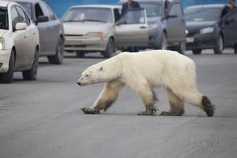 Auf Nahrungssuche: Dieser Eisbär ist in Sibirien in besiedeltes Gebiet vorgedrungen und sorgt nun für Aufregung.