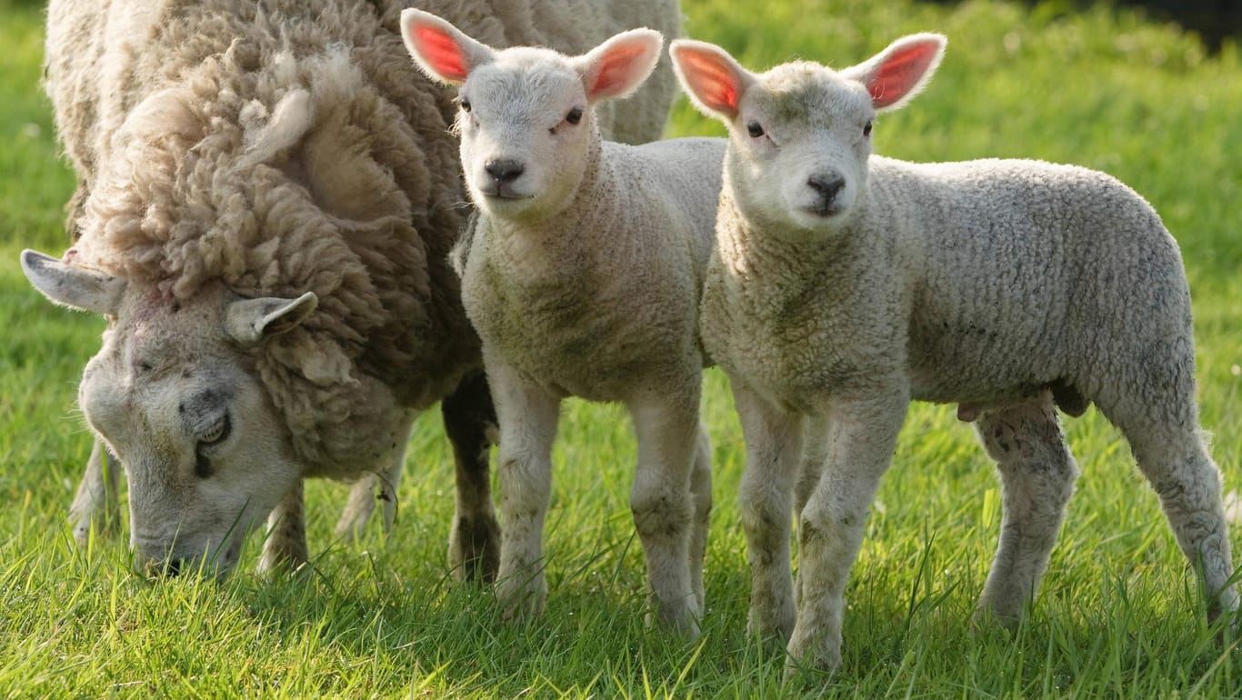 Ein Schaf mit zwei Lämmern: In Thüringen sind Tierquäler unterwegs. (Symbolbild)