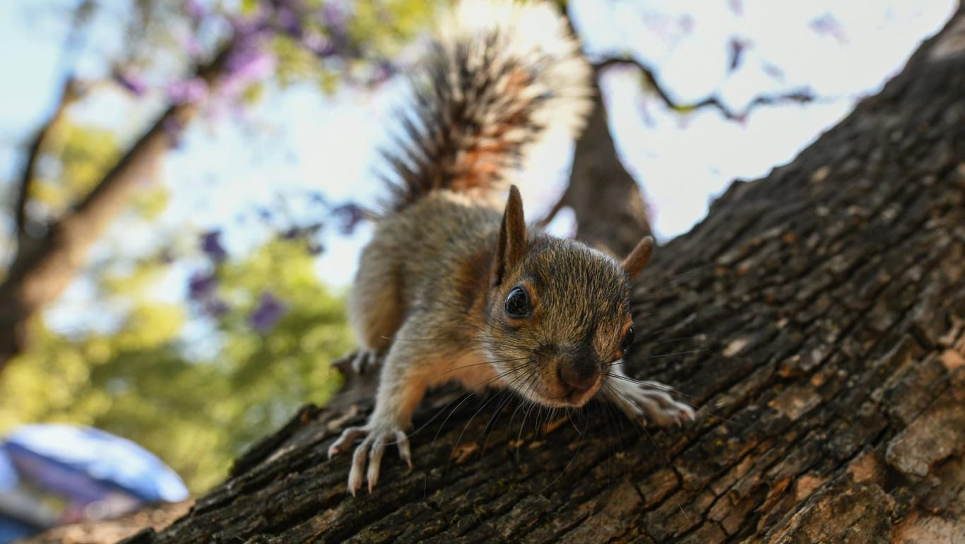 Ein Eichhörnchen: In den USA sperrte ein Mann ein Nagetier ein und fütterte es mit Drogen. (Symbolbild)