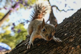 Ein Eichhörnchen: In den USA sperrte ein Mann ein Nagetier ein und fütterte es mit Drogen. (Symbolbild)