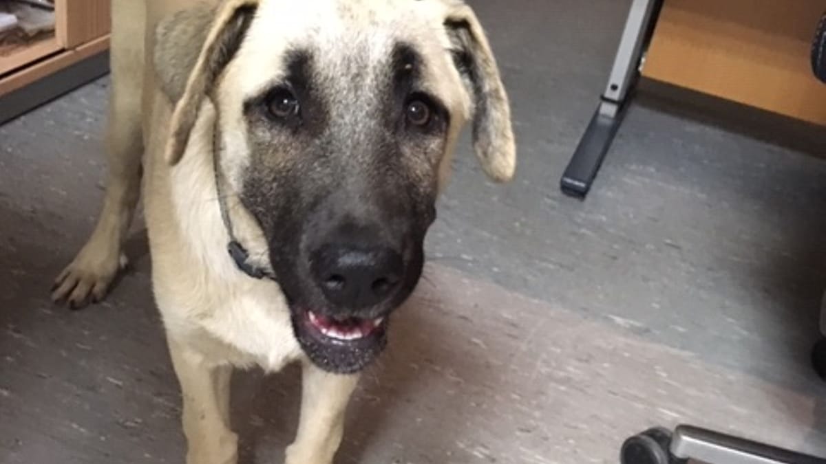 Ein Kangal-Hirtenhund: Der Besitzer sorgt für Stirnrunzeln bei der Polizei.