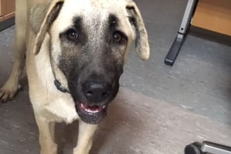 Ein Kangal-Hirtenhund: Der Besitzer sorgt für Stirnrunzeln bei der Polizei.