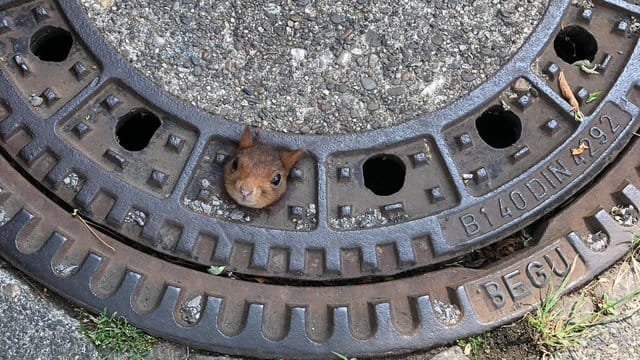 Der Kopf des Eichhörnchens steckt in dem Gullydeckel fest: Dem Tierarzt gelang es, das Eichhörnchen zu befreien – es kam mit leichten Verletzungen davon.