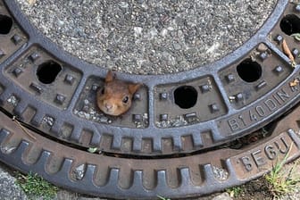 Der Kopf des Eichhörnchens steckt in dem Gullydeckel fest: Dem Tierarzt gelang es, das Eichhörnchen zu befreien – es kam mit leichten Verletzungen davon.