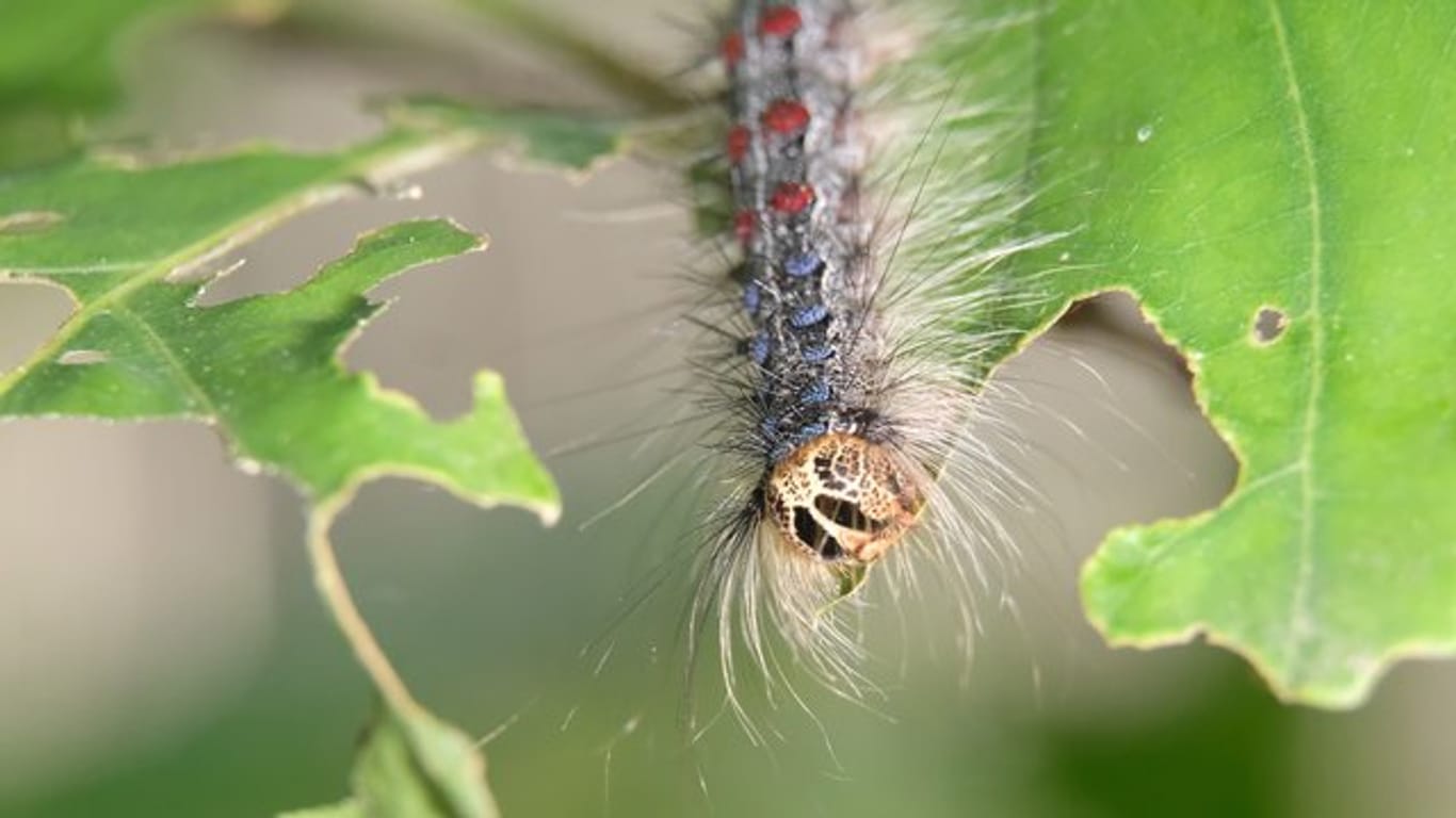 Die Raupe des Schwammspinners (Lymantria dispar) in einem Wald am Cospudener See südlich von Leipzig.