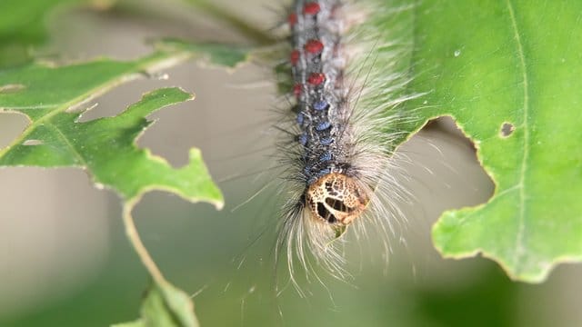 Die Raupe des Schwammspinners (Lymantria dispar) in einem Wald am Cospudener See südlich von Leipzig. Die Raupe des Schwammspinners (Lymantria dispar) in einem Wald am Cospudener See südlich von Leipzig.