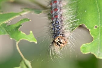 Die Raupe des Schwammspinners (Lymantria dispar) in einem Wald am Cospudener See südlich von Leipzig.