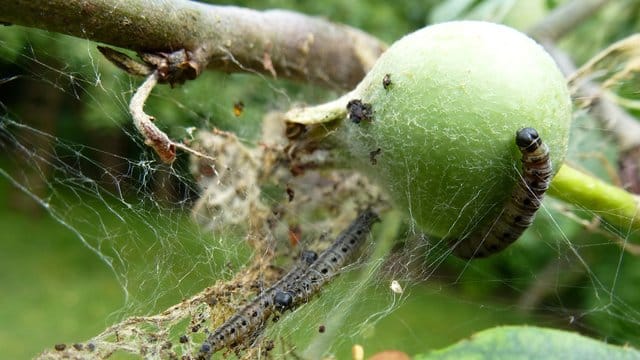 Die Raupen der Apfelbaumgespinstmotten legen weiße Geflechte am Baum an.