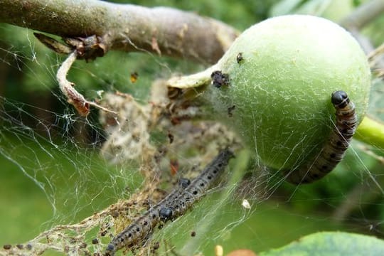 Die Raupen der Apfelbaumgespinstmotten legen weiße Geflechte am Baum an.