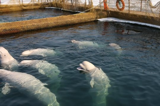 Belugas schwimmen in einer abgesperrten Anlage im Osten Russlands.