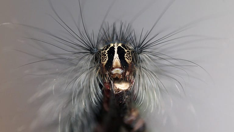 Schwammspinnerraupe: Die Insekten sind laut Experten für den Menschen lästig und vermehren sich derzeit stark.