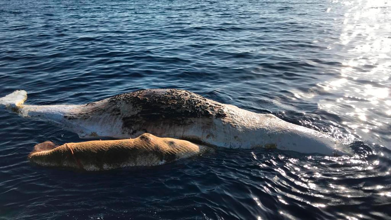 Tote Pottwale im Mittelmeer: Für die Walmutter und ihr Kalb war ein Fischernetz zur Falle geworden.
