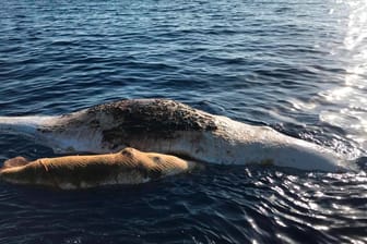 Tote Pottwale im Mittelmeer: Für die Walmutter und ihr Kalb war ein Fischernetz zur Falle geworden.