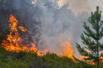 Waldbrand in Brandenburg im Juli 2018.