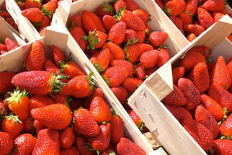 Erdbeerkisten: Erdbeerliebhaber müssen 2019 für das Obst tiefer in die Tasche greifen.