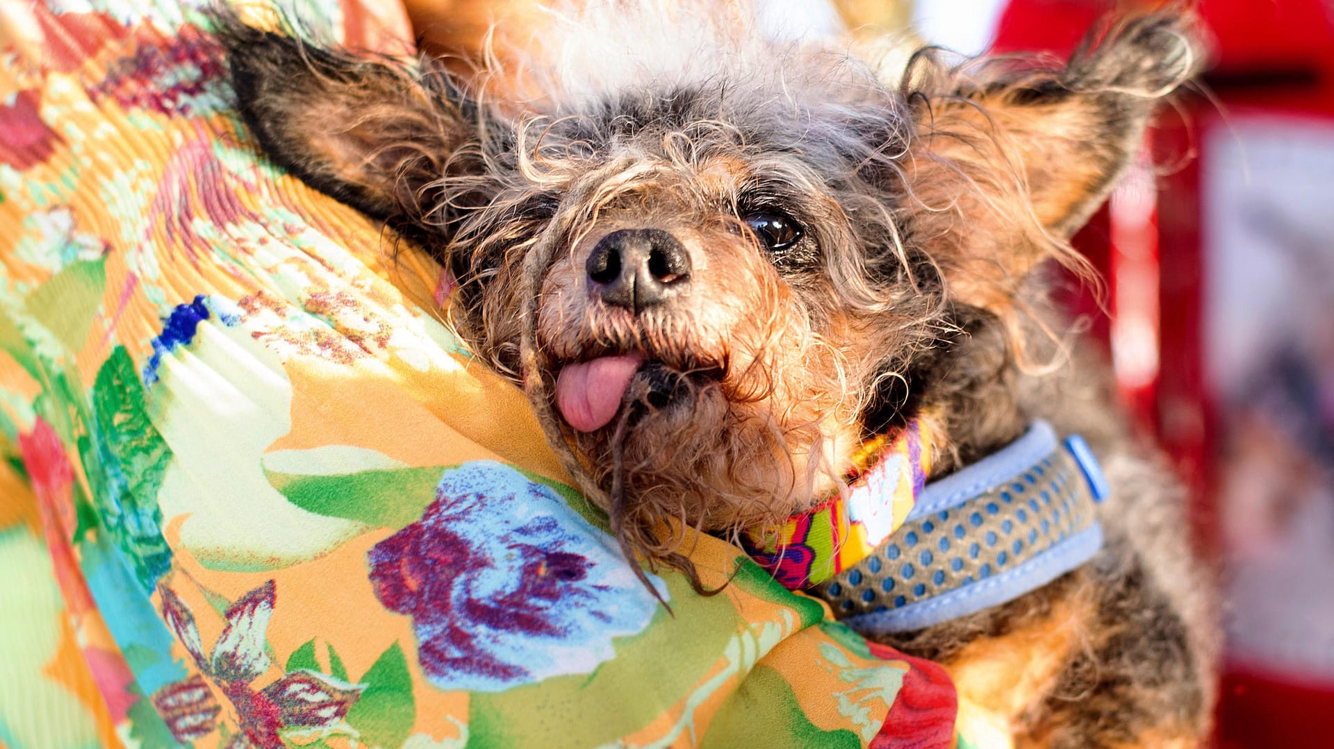 Gewinner-Hund Scamp the Tramp nach der Preisverleihung