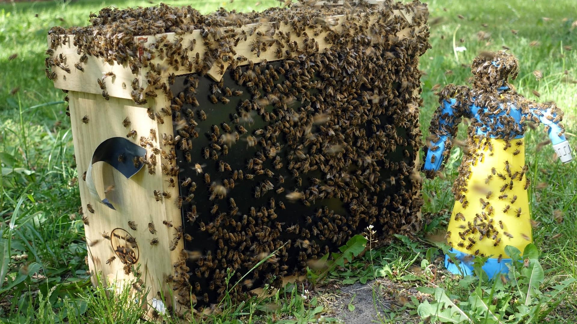 Bienenschwarm auf einer Schwarmfangkiste und einer Sprühflasche: Kümmern sich Imker nicht ausreichend um ihre Völker, dann kann es zum ausschwärmen kommen.