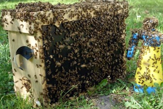 Bienenschwarm auf einer Schwarmfangkiste und einer Sprühflasche: Kümmern sich Imker nicht ausreichend um ihre Völker, dann kann es zum ausschwärmen kommen.