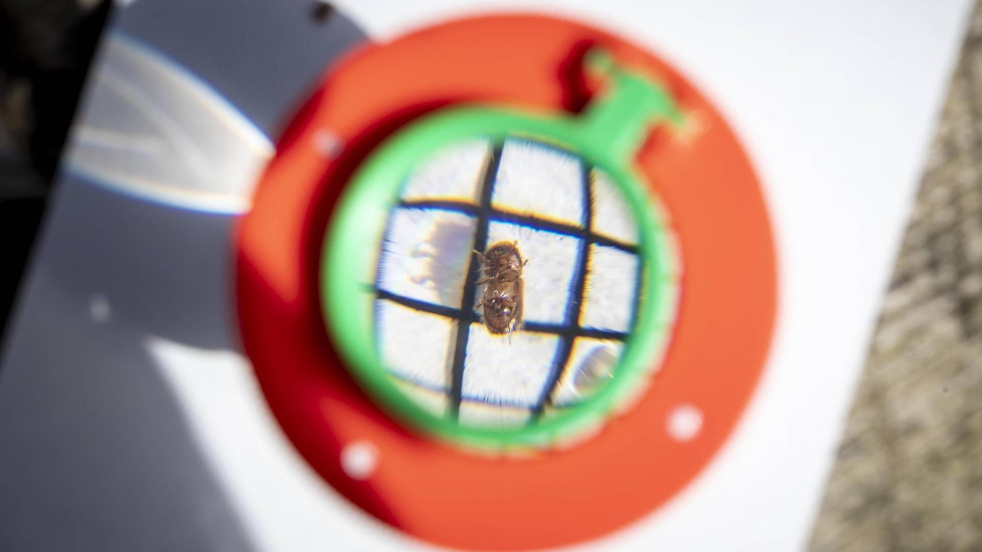 Borkenkäfer in einem Vergrösserungsglas: Er befällt zunächst kränkelnde und absterbende Bäume, bei einer Massenvermehrung können aber auch gesunde Bäume absterben.