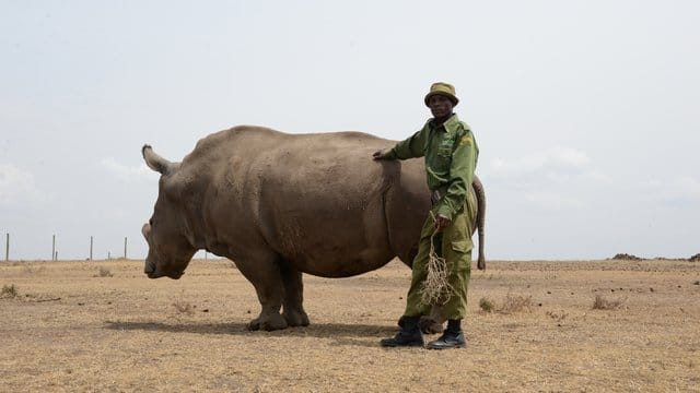 Ein Tierpfleger im Wildtierreservat Ol Pejeta in Kenia neben einem der beiden letzten verbliebenen weiblichen Nördlichen Breitmaulnashörner. Ein Tierpfleger im Wildtierreservat Ol Pejeta in Kenia neben einem der beiden letzten verbliebenen weiblichen Nördlichen Breitmaulnashörner.