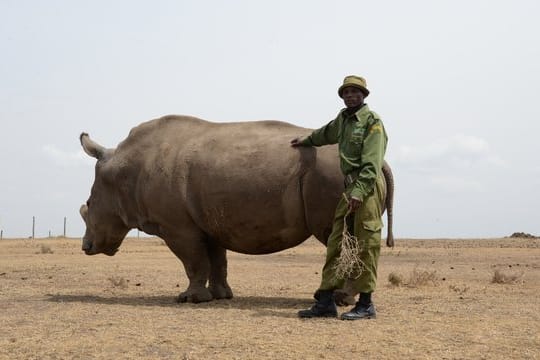 Ein Tierpfleger im Wildtierreservat Ol Pejeta in Kenia neben einem der beiden letzten verbliebenen weiblichen Nördlichen Breitmaulnashörner.