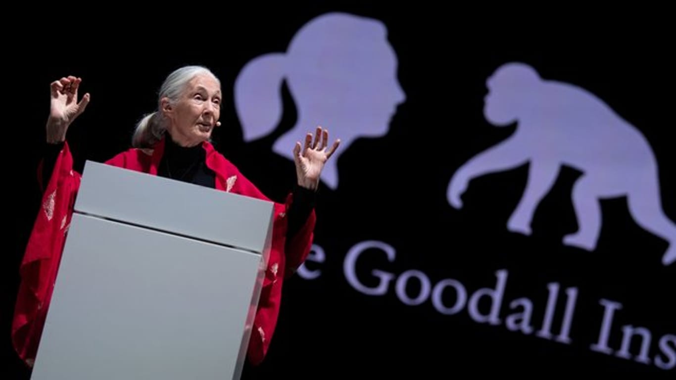 Die britische Verhaltensforscherin Jane Goodall hält in München ihren Vortrag "Reasons for Hope".