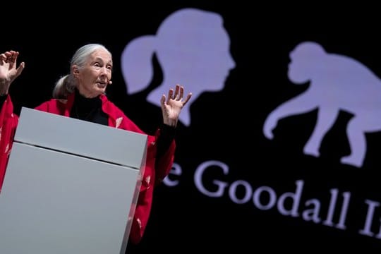 Die britische Verhaltensforscherin Jane Goodall hält in München ihren Vortrag "Reasons for Hope".