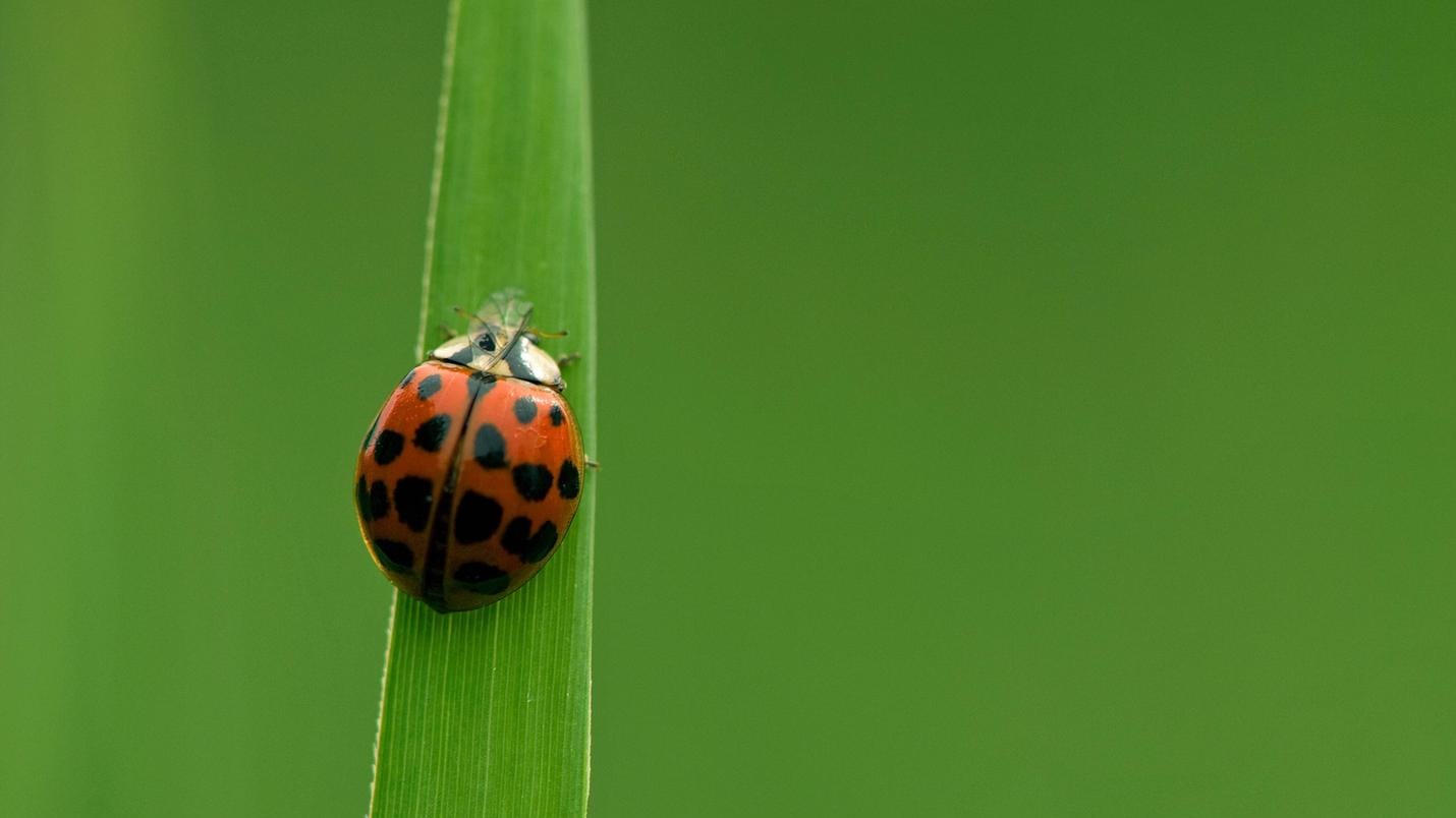 Asiatischer Marienkaefer: Der Harlekin-Marienkaefer produziert pro Jahr bis zu neun neue Generationen.