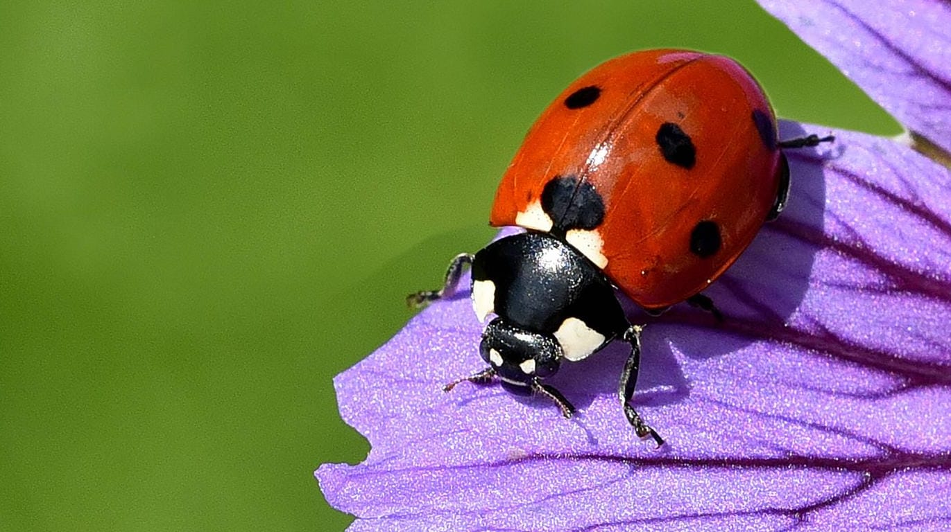 Siebenpunkt-Marienkäfer: Die heimische Art ist durch asiatische Parasiten, die der Harlekin-Marienkäfer mit eingeführt hat, gefährdet.