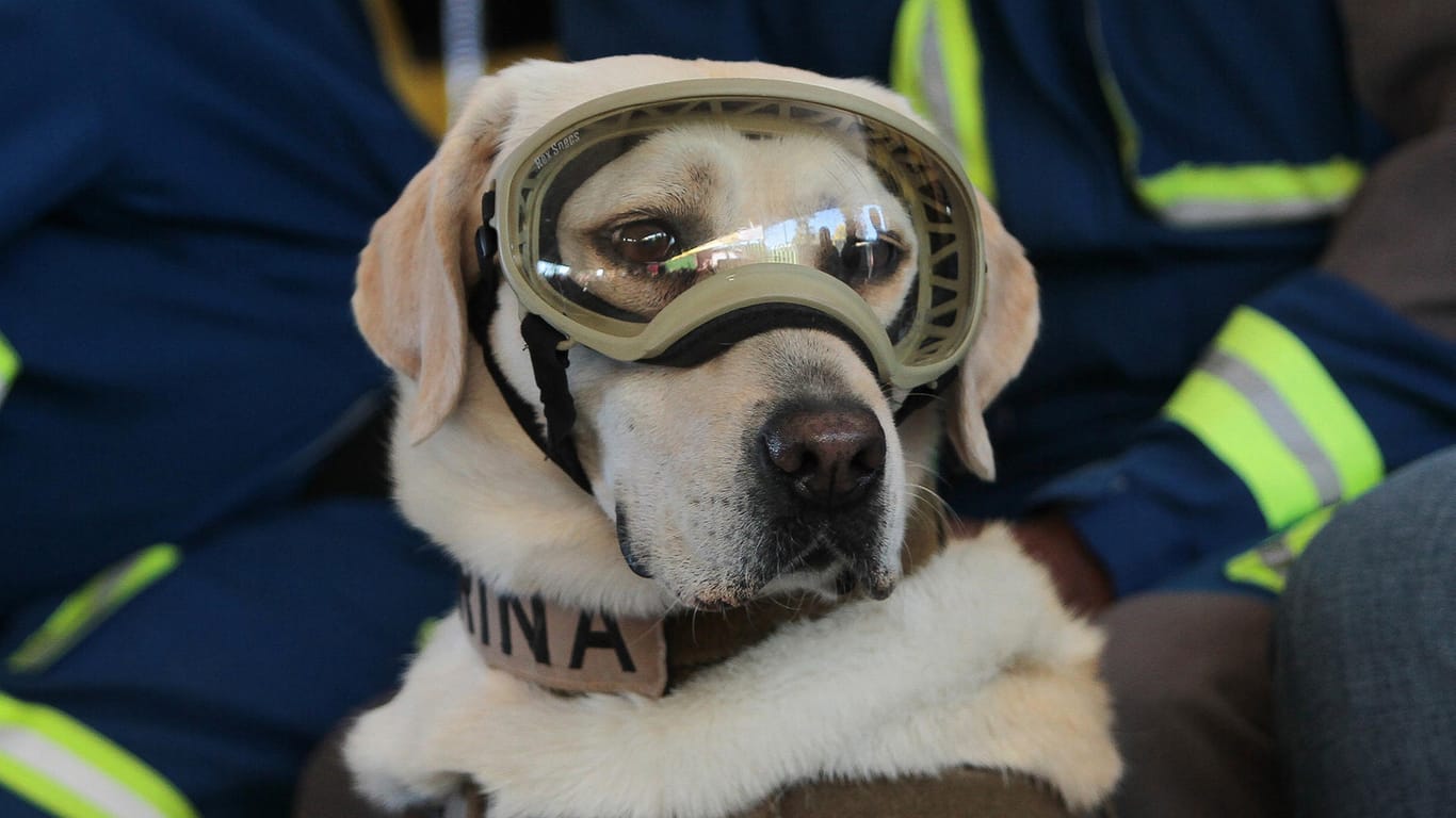 Mexiko: Rettungshund Frida geht in den Ruhestand