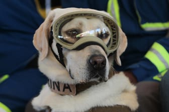 Mexiko: Rettungshund Frida geht in den Ruhestand