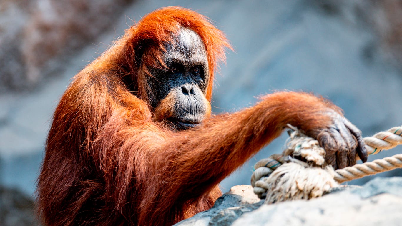 Orang-Utan Dame Bella: Sie hat nur noch drei Zähne – und kann deshalb nicht mehr alles essen.