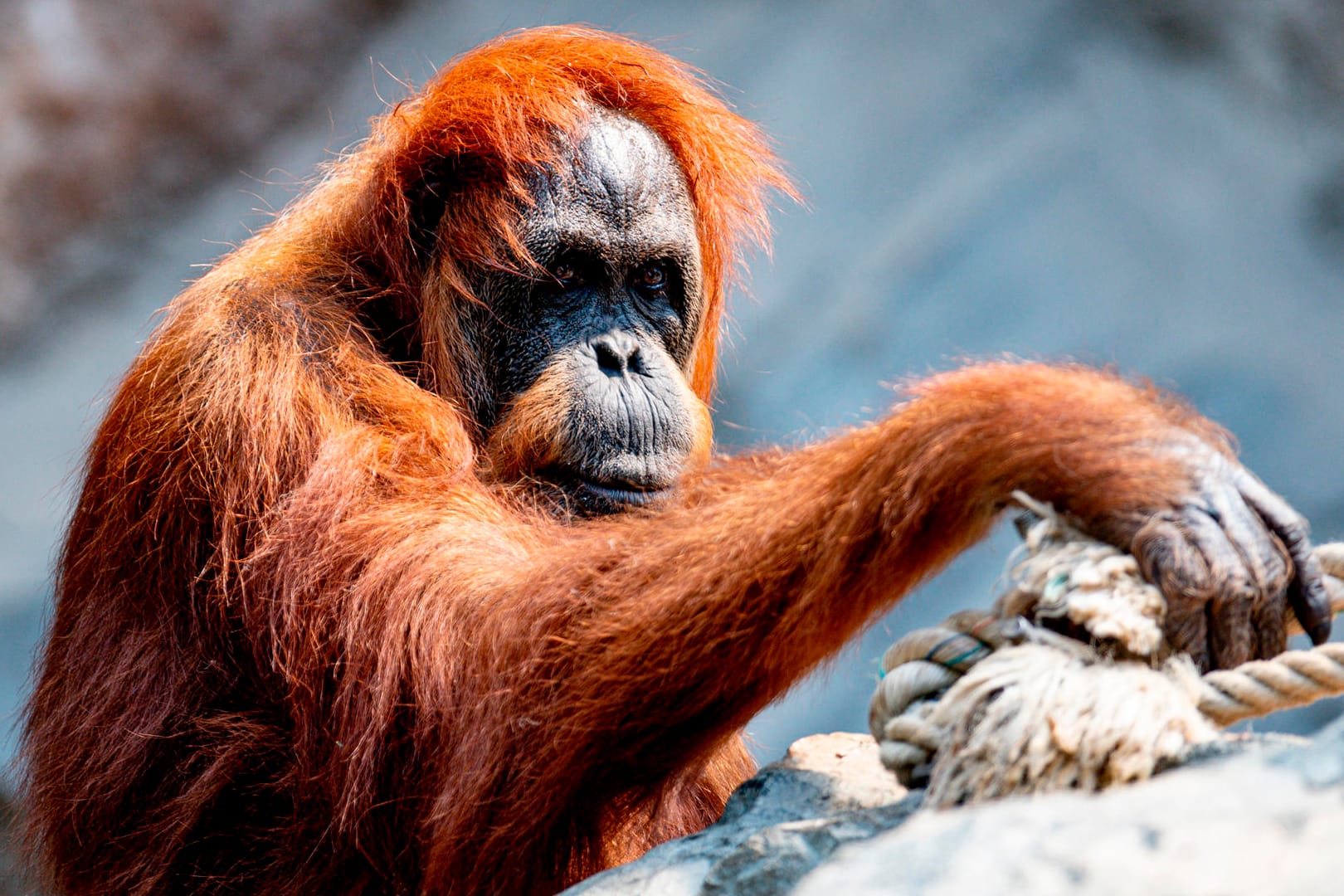 Orang-Utan Dame Bella: Sie hat nur noch drei Zähne – und kann deshalb nicht mehr alles essen.