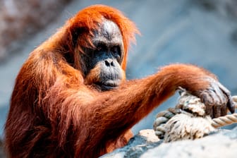Orang-Utan Dame Bella: Sie hat nur noch drei Zähne – und kann deshalb nicht mehr alles essen.