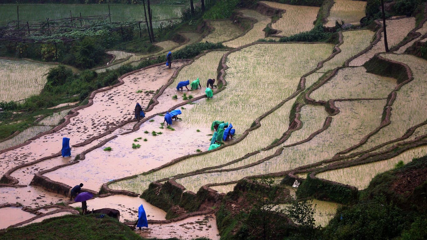 Feldarbeit in Nepal: Drei Menschen wurden auf einer Farm von einem Blitz getroffen. (Archivbild)
