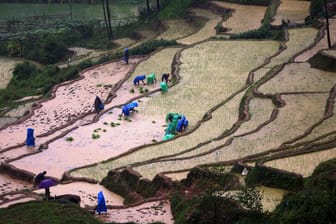 Feldarbeit in Nepal: Drei Menschen wurden auf einer Farm von einem Blitz getroffen. (Archivbild)