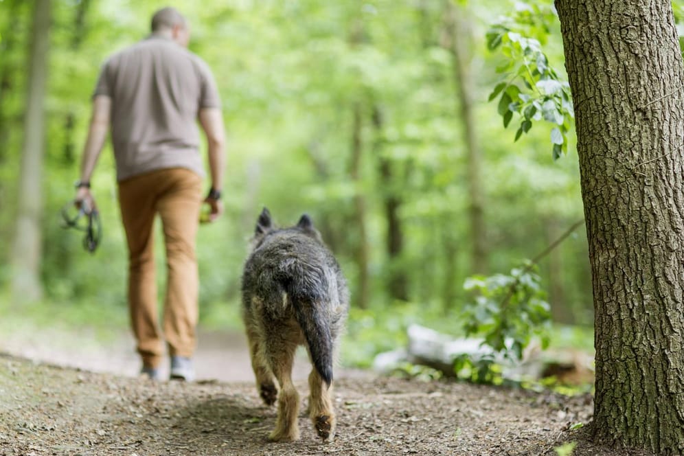 Mit dem Hund im Wald: Gerade im Sommer sollte man bei Wildtieren keinen weiteren Stress auslösen.