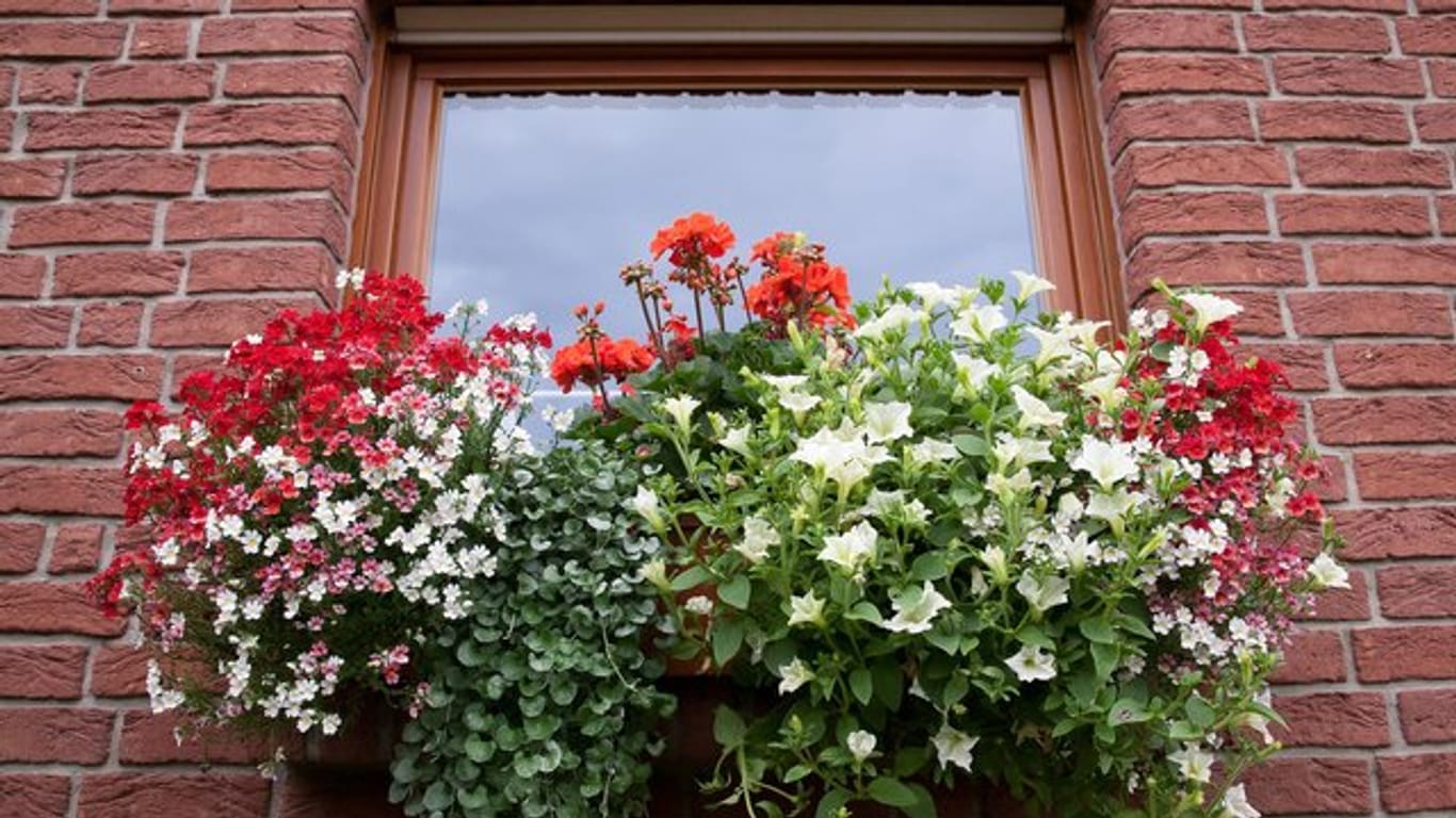 Blühende Pflanzen an einem Fenster: Damit Dauerblüher immer neue Blüten produzieren können, brauchen sie auch Nahrung – sie sollten daher regelmäßig gedüngt werden.