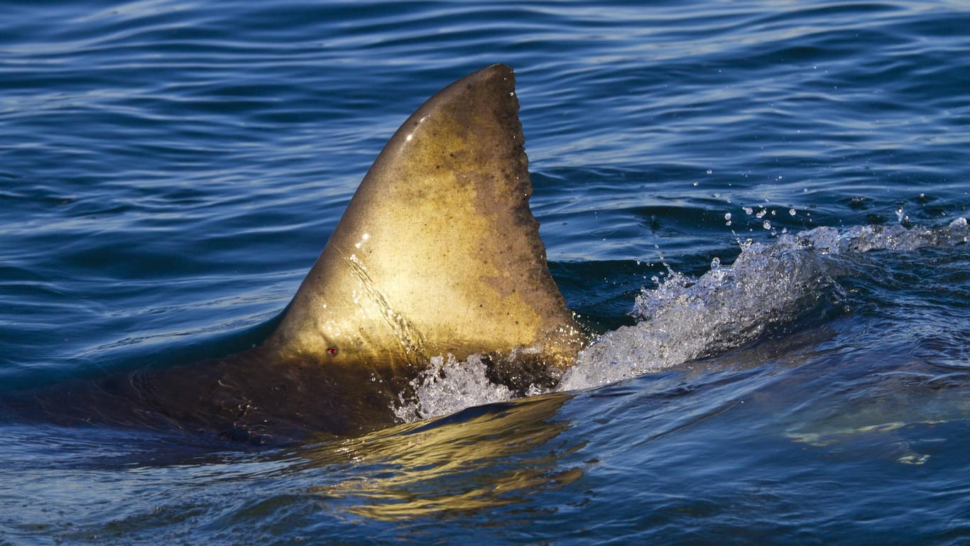 Eine Haiflosse: Noch ist unklar, welche Art Hai die Frau angegriffen hat. (Symbolfoto)