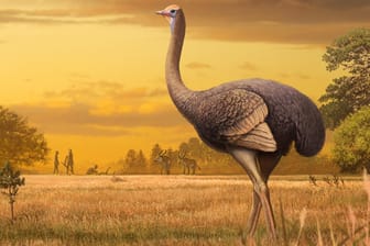 Riesenvogel aus der Eiszeit: Auf der Halbinsel Krim wurden Knochen eines vermutlich 1,8 Millionen Jahre alten Vogels entdeckt.