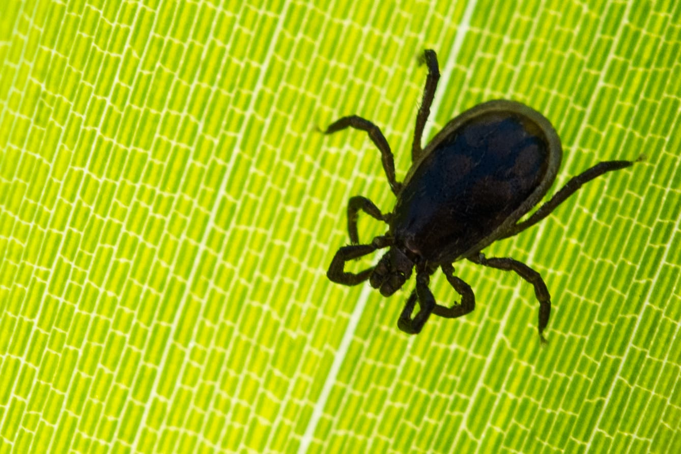 Eine Zecke sitzt auf einem Blatt: Neben der regulären einheimischen Zecke könnte sich in diesem Jahr in Deutschland die tropische Hyalomma-Zecke stärker ausbreiten als bisher. (Symbolbild)