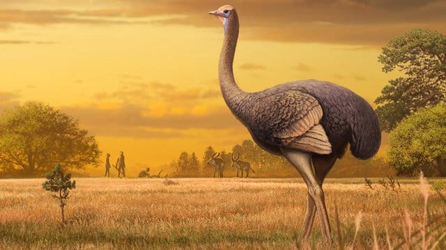 Forscher haben auf der Halbinsel Krim am Schwarzen Meer Überreste eines riesigen frühzeitlichen Vogels entdeckt. Forscher haben auf der Halbinsel Krim am Schwarzen Meer Überreste eines riesigen frühzeitlichen Vogels entdeckt.