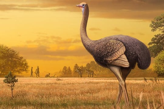 Forscher haben auf der Halbinsel Krim am Schwarzen Meer Überreste eines riesigen frühzeitlichen Vogels entdeckt.