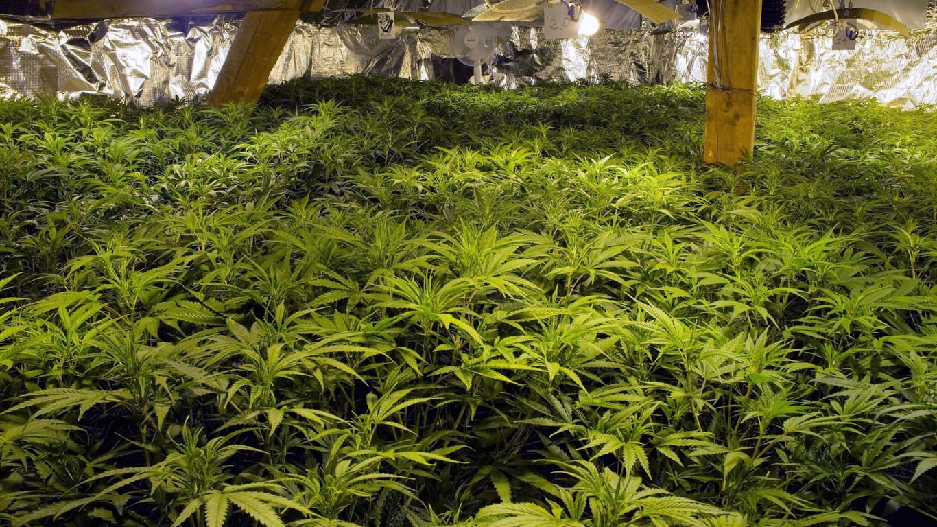 Illegaler Cannabis-Anbau (Symbolbild): Die Zucht erstreckte sich auf 130 Quadratmetern.